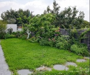 דשא סיננטי בגינה ביתית
